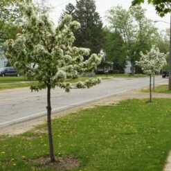 SWEET SUGAR TYME® CRABAPPLE -Happy Planter Shop DETA2 5288
