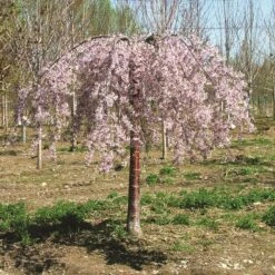 PINK SNOW SHOWERS™ WEEPING CHERRY -Happy Planter Shop DETA2 5289