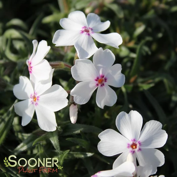 AMAZING GRACE CREEPING PHLOX 2 AMAZING GRACE CREEPING PHLOX - Image 2