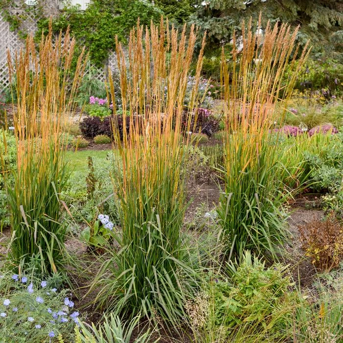 GOLDEN SUNSET® INDIAN GRASS 2 GOLDEN SUNSET® INDIAN GRASS - Image 2