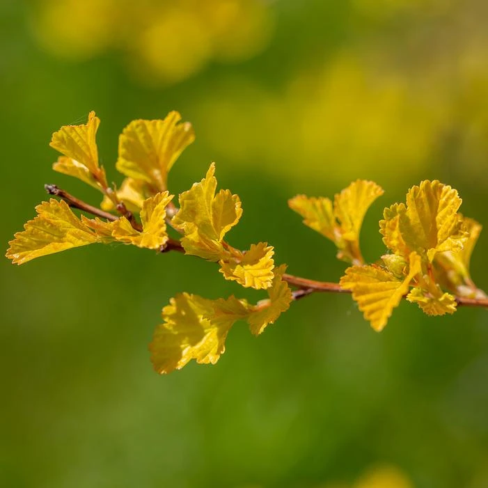 LUCKY DEVIL® NINEBARK 1 LUCKY DEVIL® NINEBARK