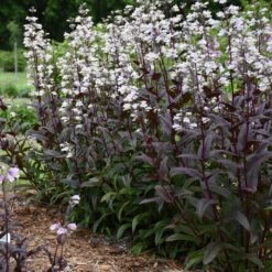 ONYX AND PEARLS BEARDTONGUE