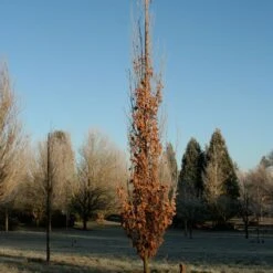 SKINNY GENES® OAK -Happy Planter Shop DETA2 5456