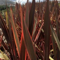 SUNDOWNER NEW ZEALAND PHLAX