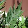 JURASSIC™ STEGOSAURUS JAPANESE HOLLY FERN