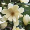 FAIRY MAGNOLIA® CREAM MAGNOLIA