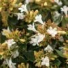 APPLE PERFECTION™ ABELIA