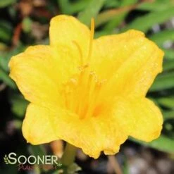 STELLA DE ORO DAYLILY -Happy Planter Shop DETA2 569