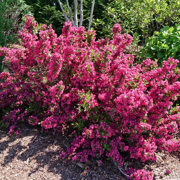 SONIC BLOOM® PUNCH™ WEIGELA 2 SONIC BLOOM® PUNCH™ WEIGELA - Image 2