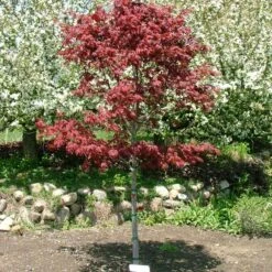 SAMURAI SWORD™ UPRIGHT JAPANESE MAPLE -Happy Planter Shop DETA2 5799