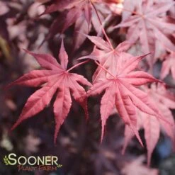 BLOODGOOD UPRIGHT JAPANESE MAPLE -Happy Planter Shop DETA2 60