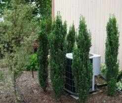 SKY PENCIL HOLLY 6 SKY PENCIL HOLLY -Happy Planter Shop DETA2 637