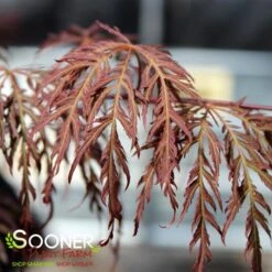 RED SELECT WEEPING JAPANESE MAPLE 5 RED SELECT WEEPING JAPANESE MAPLE -Happy Planter Shop DETA2 728