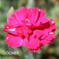 FROSTY FIRE DIANTHUS -Happy Planter Shop DETA2 732