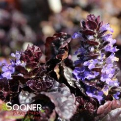 WALBERTON'S® BLACK SCALLOP AJUGA -Happy Planter Shop DETA2 816