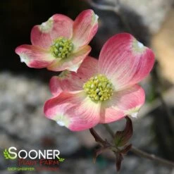 CHEROKEE BRAVEĀ® DOGWOOD