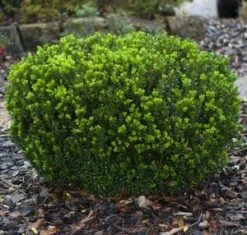 BABY GEM™ BOXWOOD -Happy Planter Shop DETA3 1053