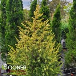 GOLD CONE JUNIPER 7 GOLD CONE JUNIPER -Happy Planter Shop DETA3 1095