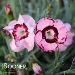 RASPBERRY SWIRL DIANTHUS -Happy Planter Shop DETA3 1178