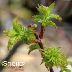 LION'S HEAD UPRIGHT JAPANESE MAPLE -Happy Planter Shop DETA3 1199