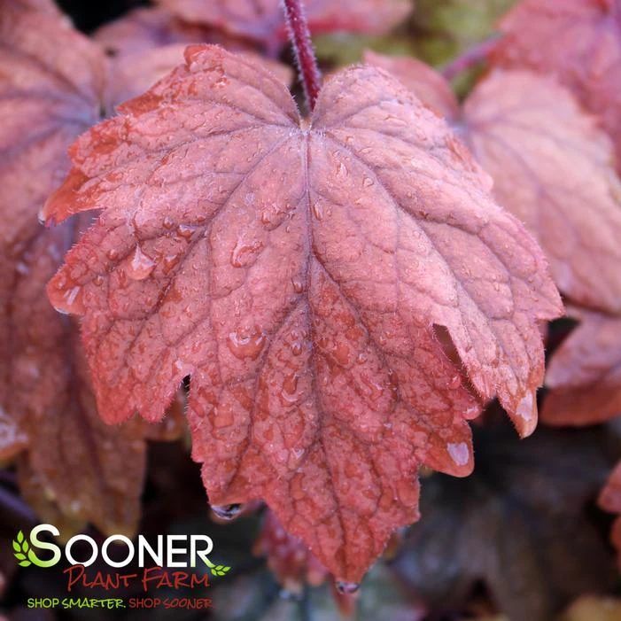 SWEET TEA FOAMY BELLS 1 SWEET TEA FOAMY BELLS