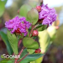 ROYALTY CRAPEMYRTLE -Happy Planter Shop DETA3 1300