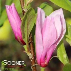 SAUCER MAGNOLIA -Happy Planter Shop DETA3 1304