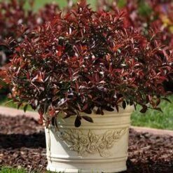 FIREBALL RED™ PHOTINIA -Happy Planter Shop DETA3 1341
