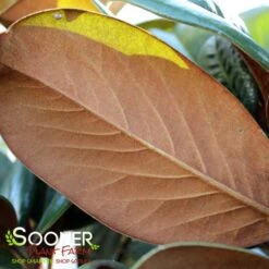 Featured Products -Happy Planter Shop DETA3 144