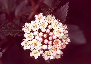 SUMMER WINE® NINEBARK 2 SUMMER WINE® NINEBARK - Image 2