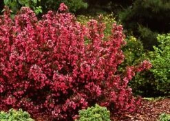 WINE & ROSES® WEIGELA -Happy Planter Shop DETA3 150