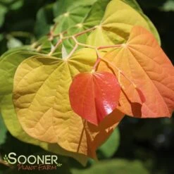 THE RISING SUN™ REDBUD -Happy Planter Shop DETA3 1530