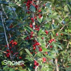 WARREN'S RED POSSUMHAW HOLLY -Happy Planter Shop DETA3 1598