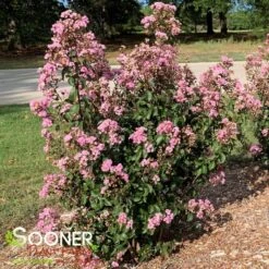 RHAPSODY IN PINK® CRAPEMYRTLE -Happy Planter Shop DETA3 179