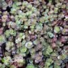 FULDAGLUT SEDUM