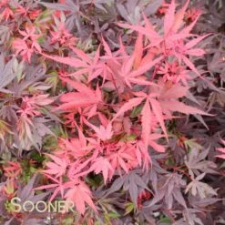SHAINA DWARF UPRIGHT JAPANESE MAPLE -Happy Planter Shop DETA3 1874