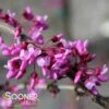 TRAVELLER WEEPING REDBUD