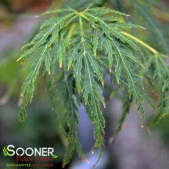 GREEN LACE WEEPING JAPANESE MAPLE -Happy Planter Shop DETA3 2001