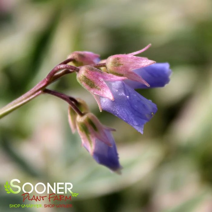 TOUCH OF CLASS JACOB'S LADDER 3 TOUCH OF CLASS JACOB'S LADDER - Image 3