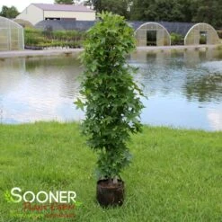 SLENDER SILHOUETTE SWEETGUM -Happy Planter Shop DETA3 2064