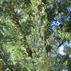 HETZI COLUMN JUNIPER -Happy Planter Shop DETA3 2415