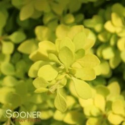 SUNJOY® CITRUS BARBERRY -Happy Planter Shop DETA3 2460