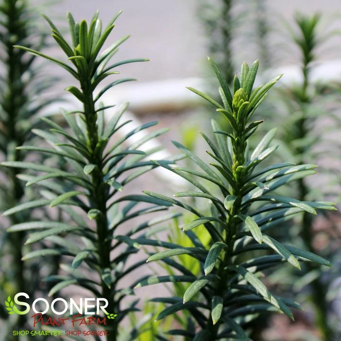 UPRIGHT PLUM YEW 2 UPRIGHT PLUM YEW - Image 2