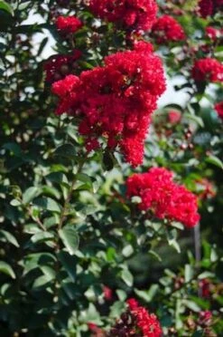 PRINCESS HOLLY ANN™ CRAPEMYRTLE -Happy Planter Shop DETA3 2535