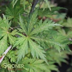 ARIADNE UPRIGHT JAPANESE MAPLE -Happy Planter Shop DETA3 2564