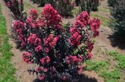 MIDNIGHT MAGIC™ CRAPEMYRTLE -Happy Planter Shop DETA3 2671