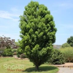 LINDSEY'S SKYWARD™ BALD CYPRESS -Happy Planter Shop DETA3 2703