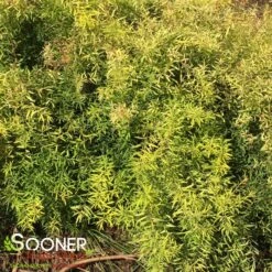 GOLD THREAD™ SPIRAEA -Happy Planter Shop DETA3 2719