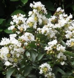 ENDURING SUMMER™ WHITE CRAPEMYRTLE -Happy Planter Shop DETA3 2826