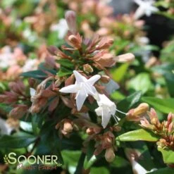 ETERNAL SUNSHINE™ ABELIA 7 ETERNAL SUNSHINE™ ABELIA -Happy Planter Shop DETA3 2895